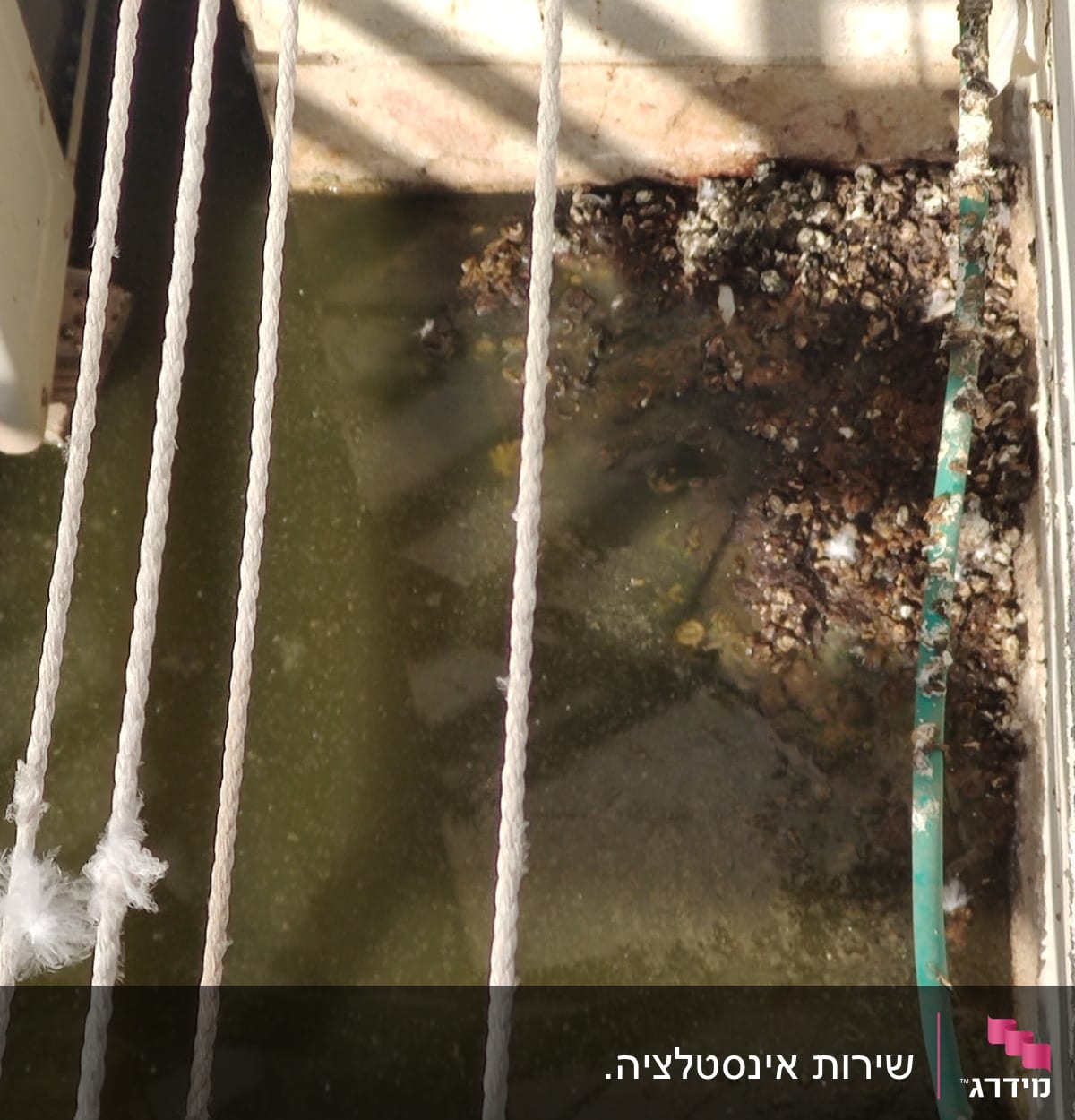 מים עומדים עם צינור ירוק וחבלים